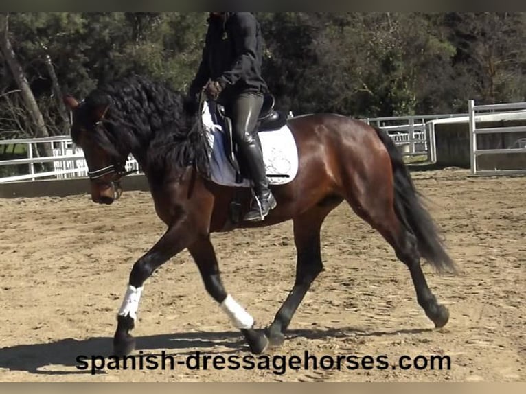 PRE Mix Stallion 4 years 17 hh Brown in Barcelona