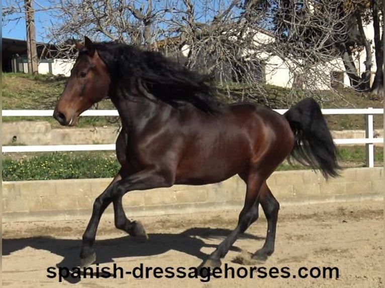 PRE Mix Stallion 4 years 17 hh Brown in Barcelona