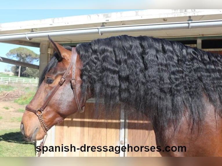 PRE Mix Stallion 4 years 17 hh Brown in Barcelona