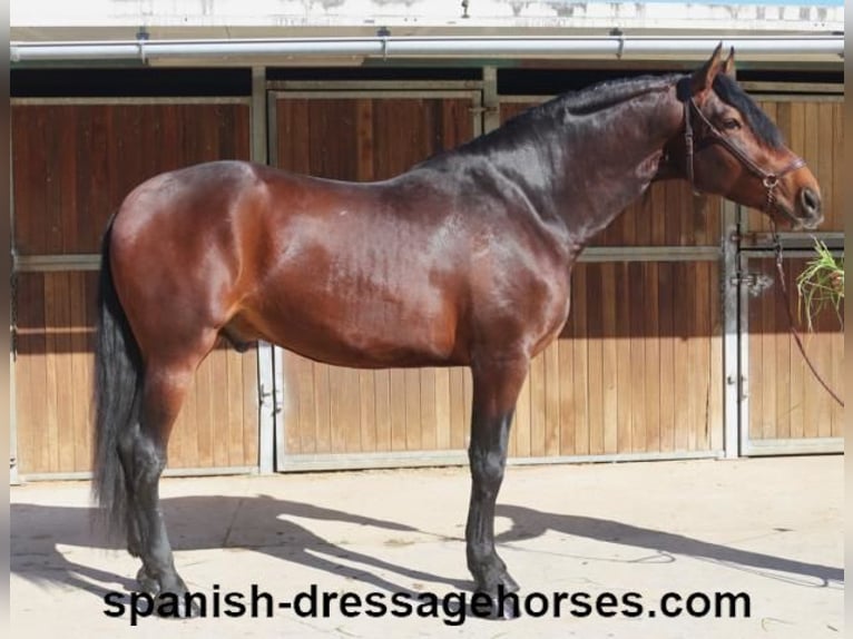 PRE Mix Stallion 4 years 17 hh Brown in Barcelona