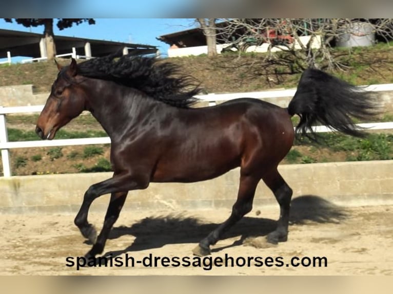 PRE Mix Stallion 4 years 17 hh Brown in Barcelona