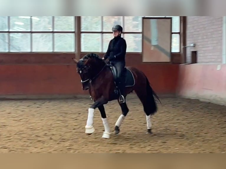 PRE Mix Stallion 4 years 17 hh Brown in Hamburg Rahlstedt