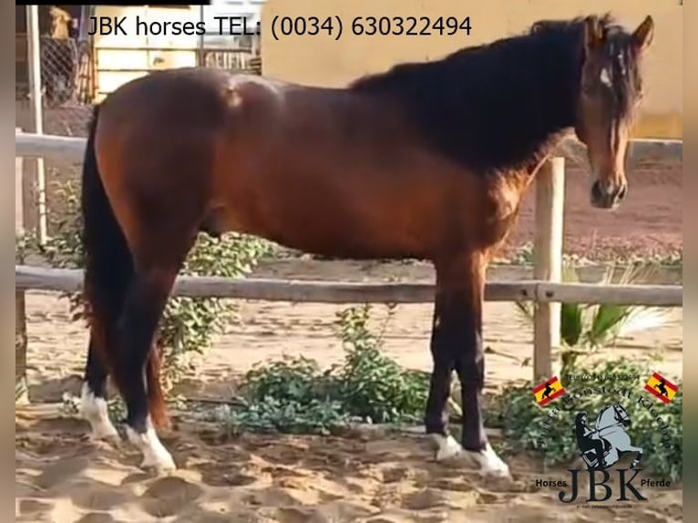 PRE Mix Stallion 4 years 17 hh Brown in Tabernas Almeria