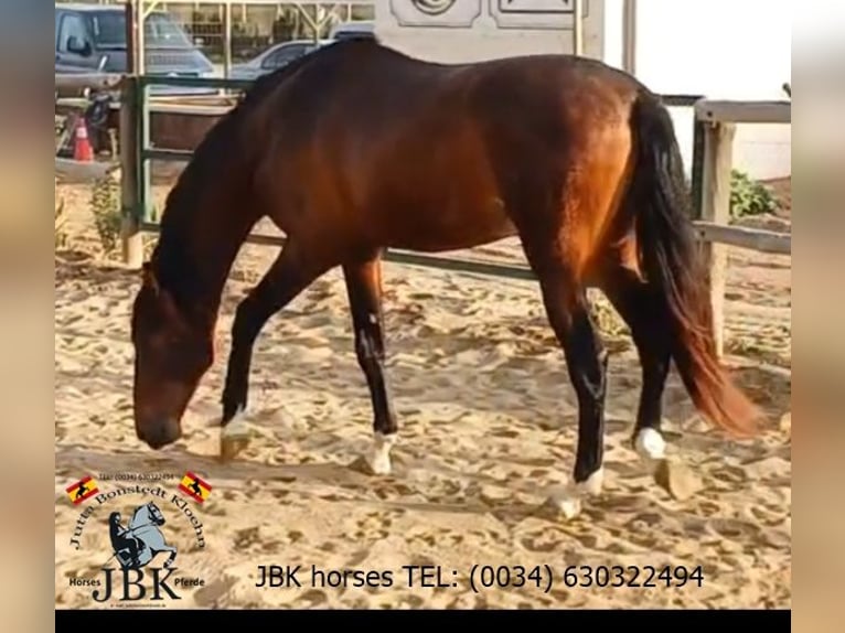 PRE Mix Stallion 4 years 17 hh Brown in Tabernas Almeria