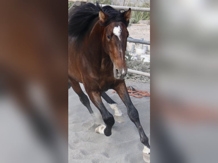 PRE Mix Stallion 4 years 17 hh in Almerimar