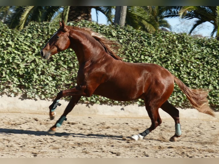 PRE Stallion 4 years 17 hh in Beauvechain