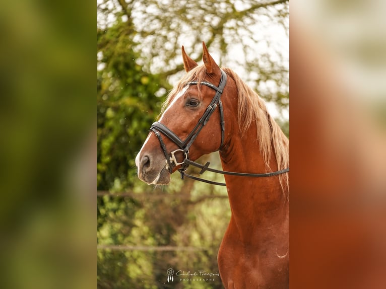 PRE Stallion 4 years 17 hh in Beauvechain