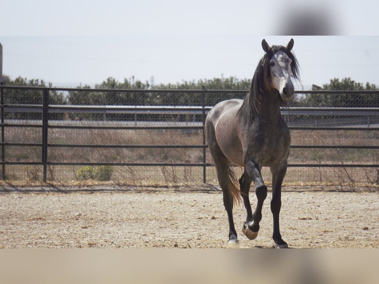 PRE Mix Stallion 4 years 17 hh Gray in Rafelguaraf
