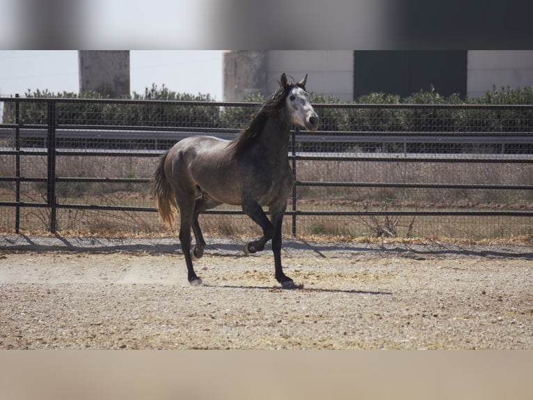 PRE Mix Stallion 4 years 17 hh Gray in Rafelguaraf