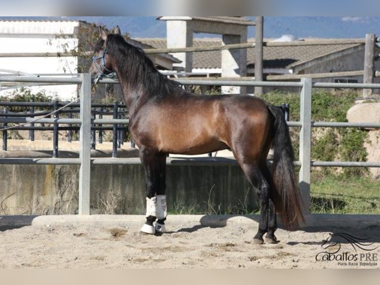 PRE Stallion 4 years 17 hh Gray in Barcelona