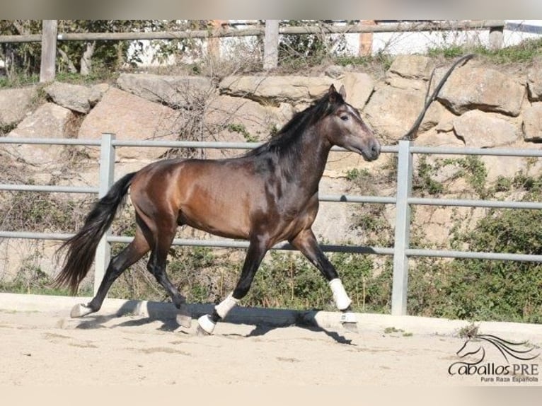 PRE Stallion 4 years 17 hh Gray in Barcelona