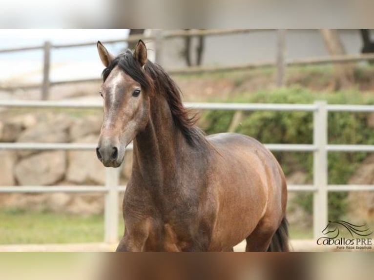 PRE Stallion 4 years 17 hh Gray in Barcelona