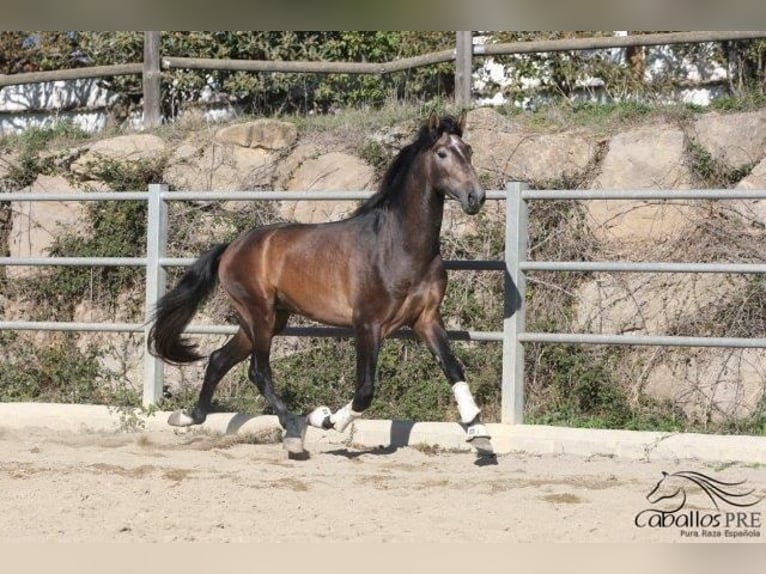 PRE Stallion 4 years 17 hh Gray in Barcelona