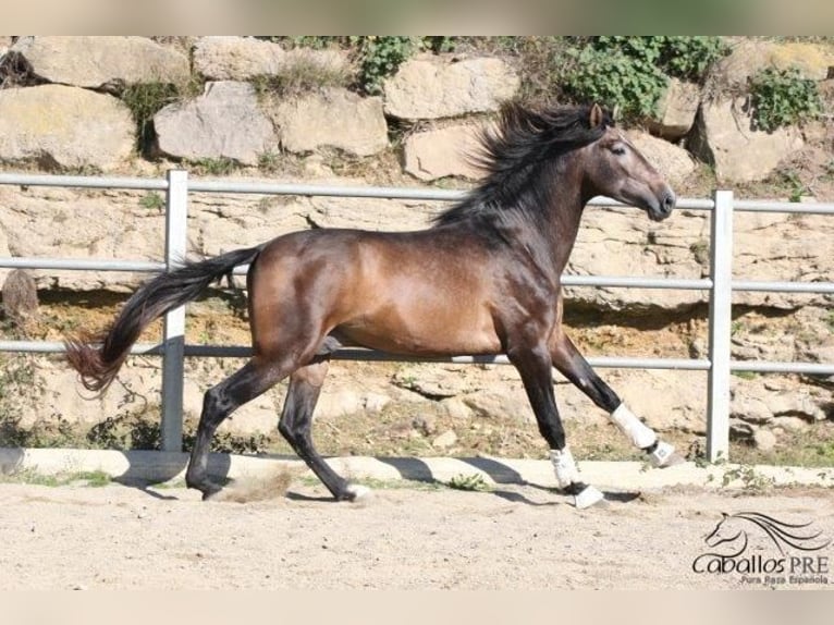 PRE Stallion 4 years 17 hh Gray in Barcelona