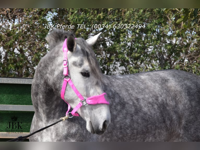 PRE Mix Stallion 4 years 17 hh Grey-Dapple in Tabernas Almeria