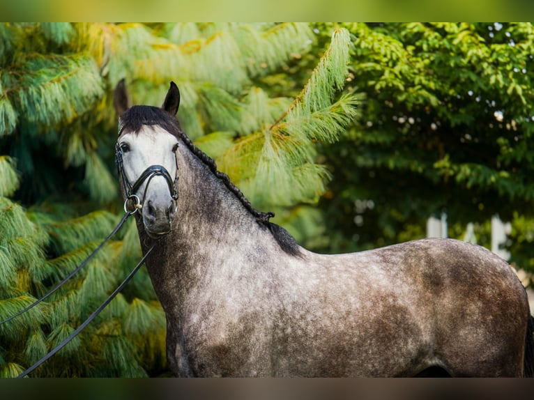 PRE Stallion 4 years 17 hh Grey in Rovello Porro