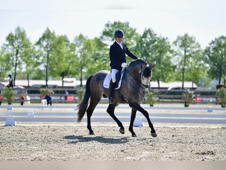 PRE Stallion 4 years 17 hh Grey in Rovello Porro