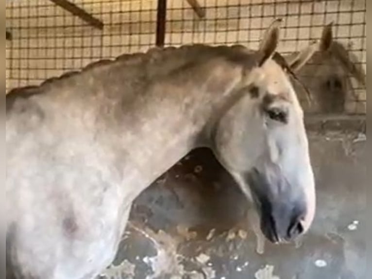 PRE Stallion 4 years 17,1 hh Grey in Navalvillar De Pela