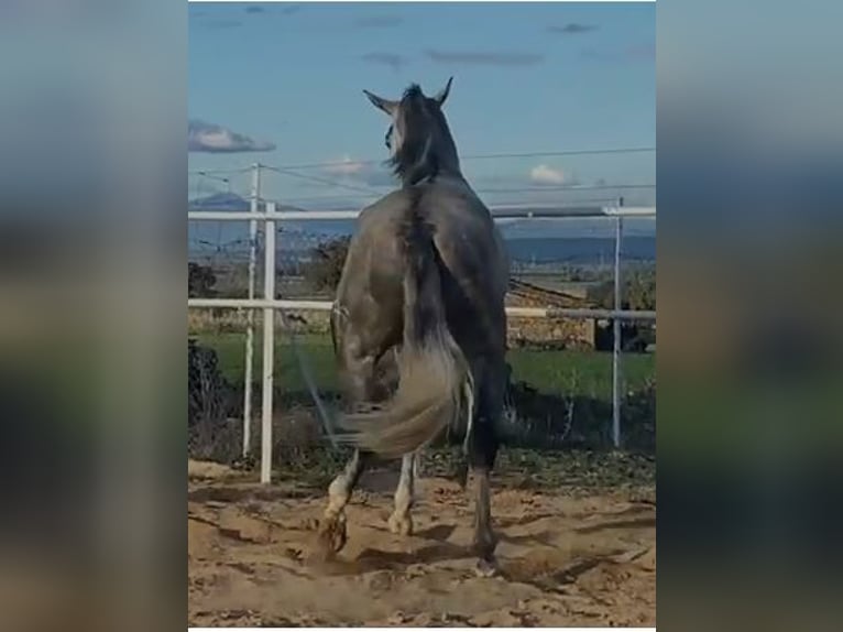 PRE Stallion 4 years 17,1 hh Grey in Navalvillar De Pela