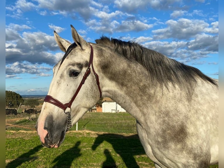 PRE Stallion 4 years 17,1 hh Grey in Navalvillar De Pela