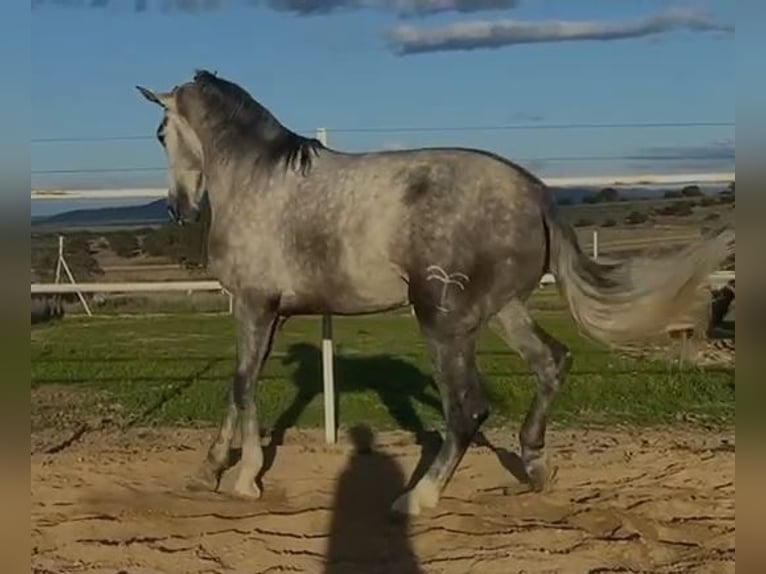 PRE Stallion 4 years 17,1 hh Grey in Navalvillar De Pela