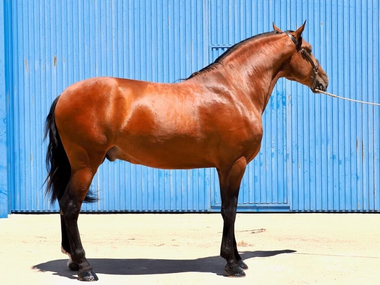 PRE Mix Stallion 4 years 17,2 hh Brown in Navas Del Madro&#xF1;o