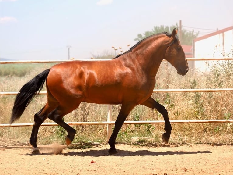 PRE Mix Stallion 4 years 17,2 hh Brown in Navas Del Madro&#xF1;o