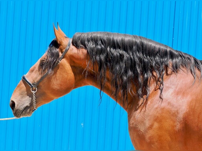 PRE Mix Stallion 4 years 17,2 hh Brown in Navas Del Madro&#xF1;o