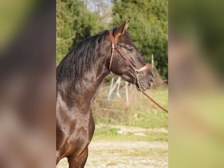 PRE Mix Stallion 4 years in Ourense