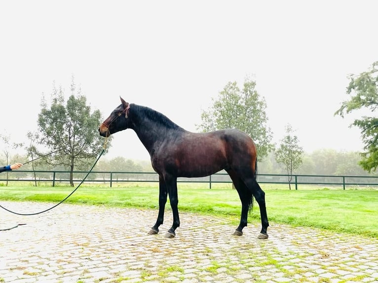 PRE Mix Stallion 4 years Bay in MADRID