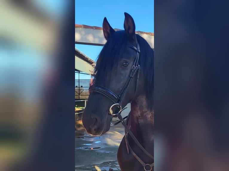 PRE Mix Stallion 4 years Black in Fuento Obejuna