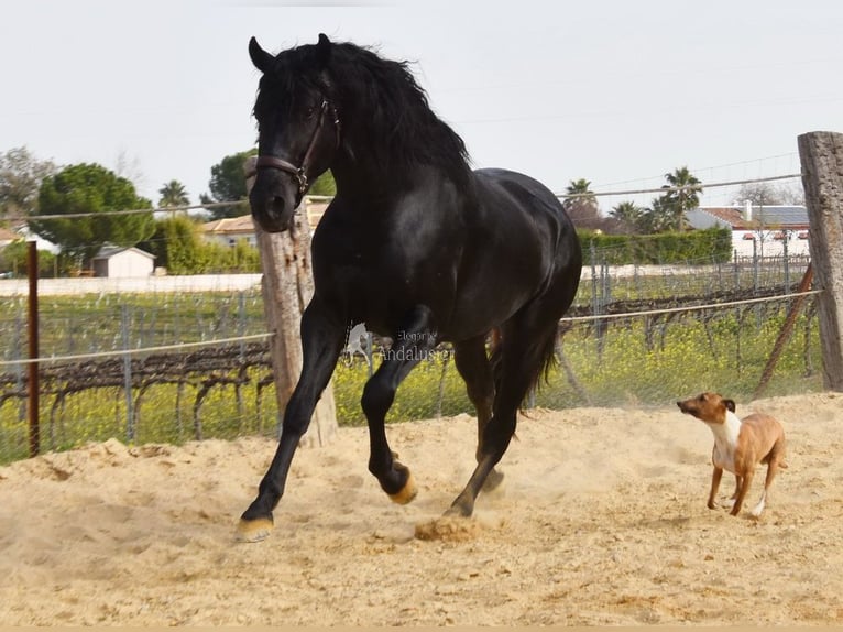 PRE Mix Stallion 4 years Black in Provinz Cordoba