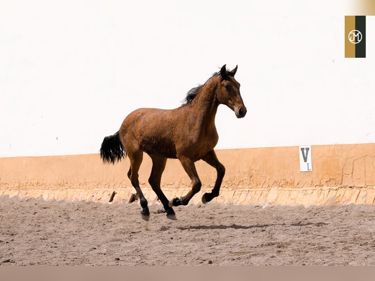 PRE Stallion 4 years Brown in Albacete, Spain