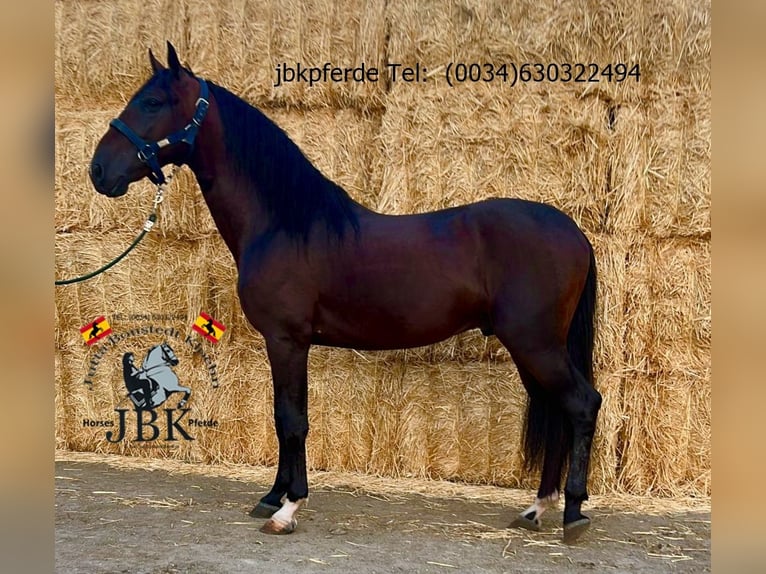 PRE Stallion 4 years Brown in Tabernas