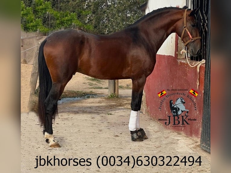 PRE Mix Stallion 4 years Brown in Tabernas