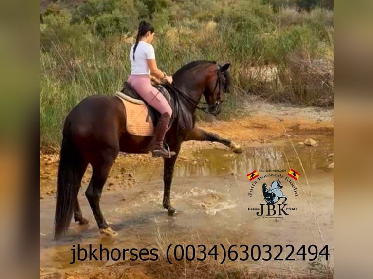 PRE Mix Stallion 4 years Brown in Tabernas