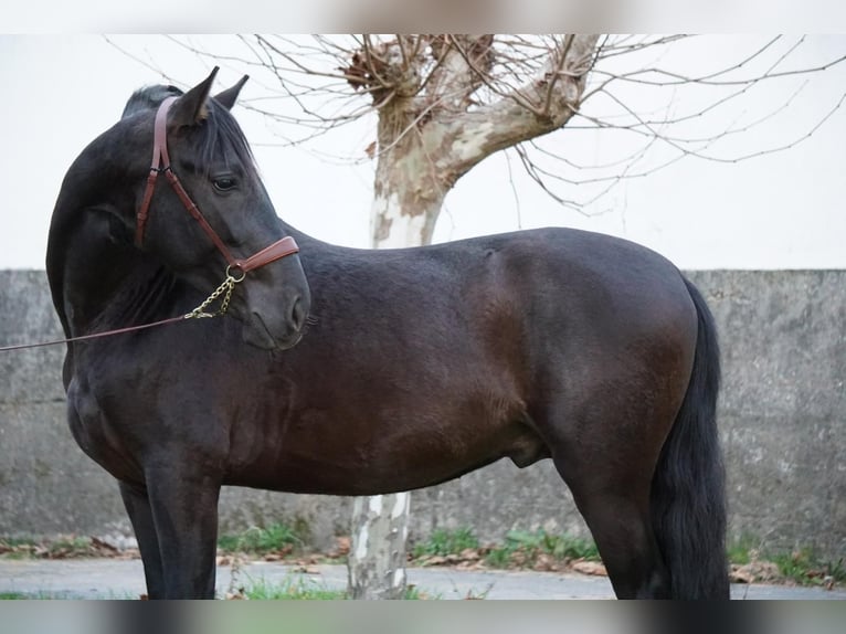 PRE Stallion 4 years in Ourense