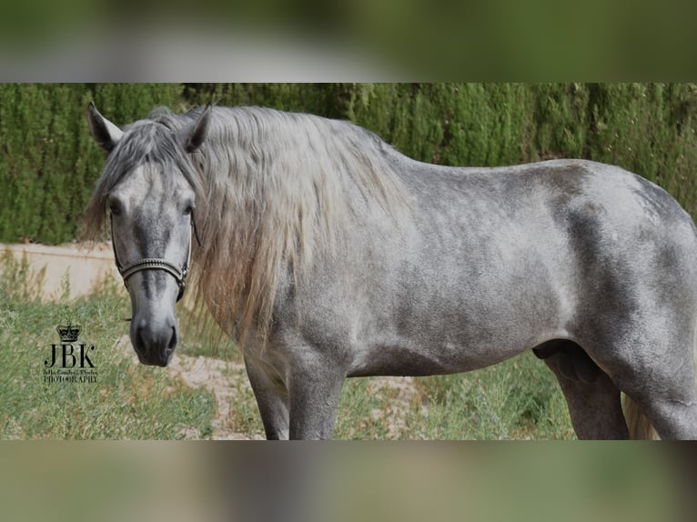 PRE Stallion 4 years Gray in Tabernas Almeria