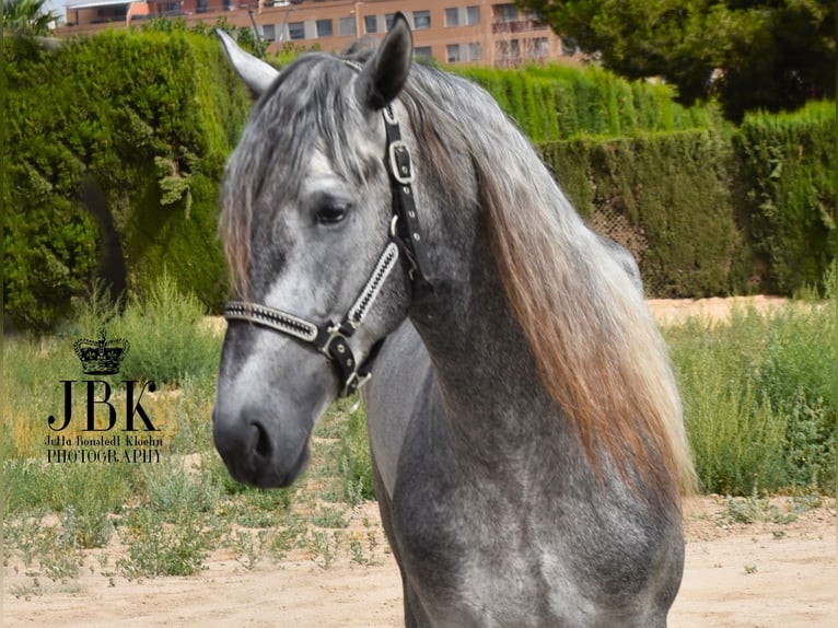 PRE Stallion 4 years Gray in Tabernas Almeria