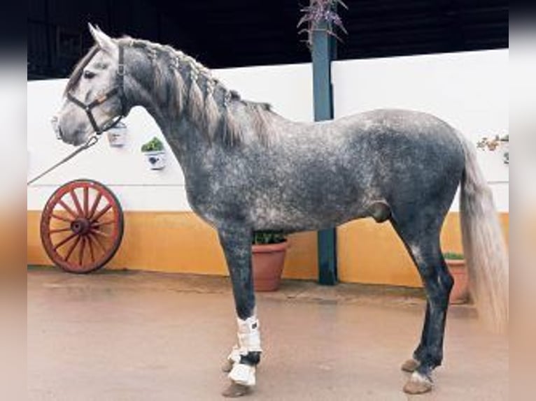 PRE Mix Stallion 4 years Gray in Madrid