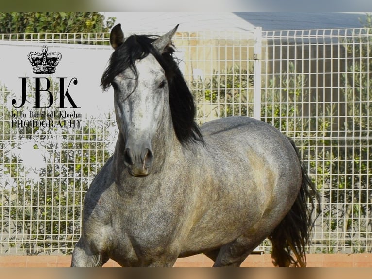 PRE Mix Stallion 4 years Gray in Tabernas Almeria