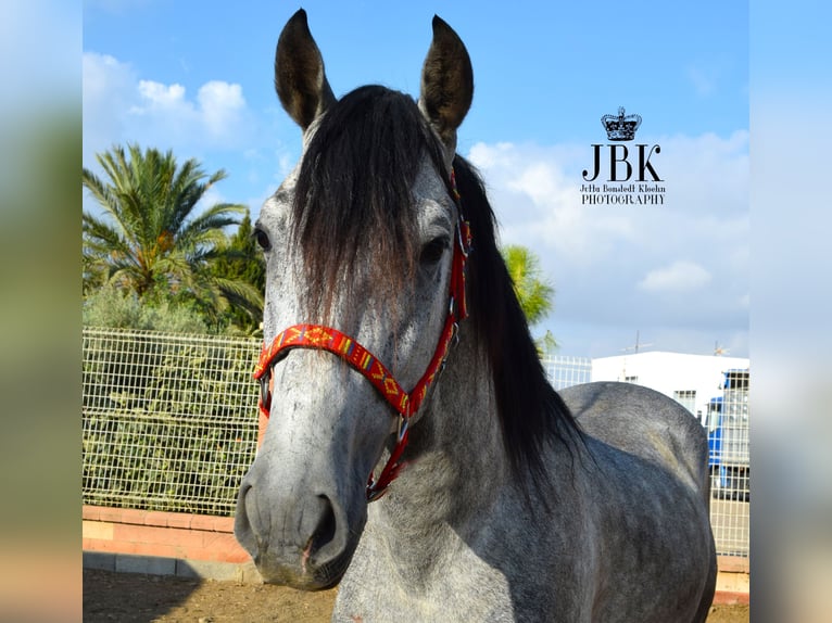 PRE Mix Stallion 4 years Gray in Tabernas Almeria