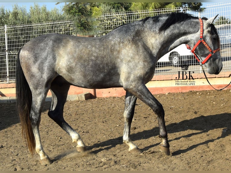 PRE Mix Stallion 4 years Gray in Tabernas Almeria