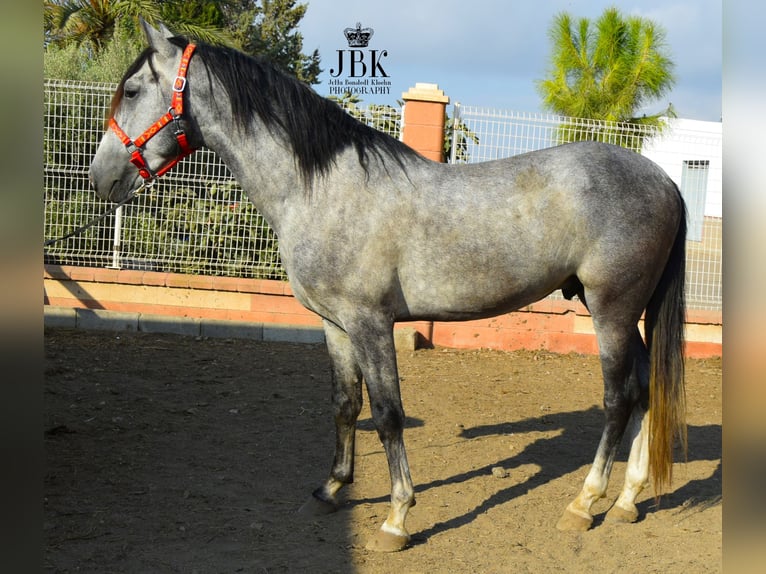PRE Mix Stallion 4 years Gray in Tabernas Almeria
