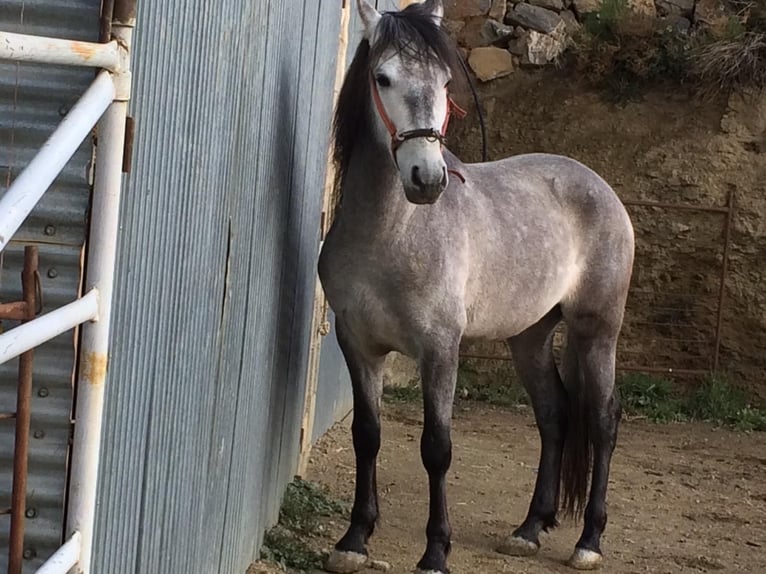 PRE Stallion 4 years Gray in Camarena De La Sierra