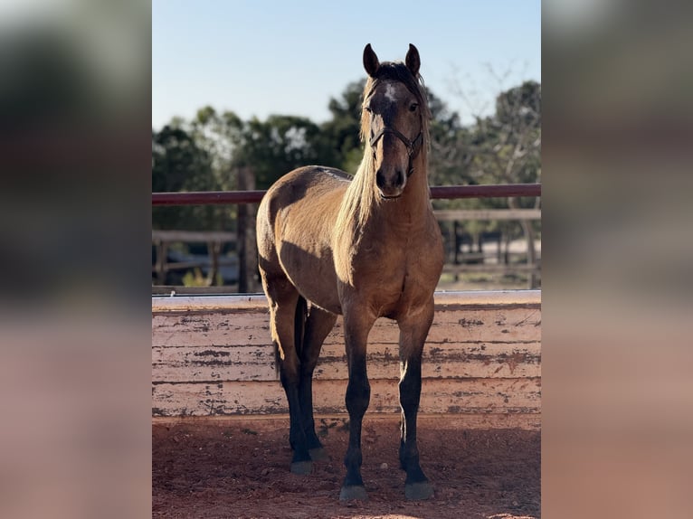 PRE Stallion 4 years Grey in Fuendetodos