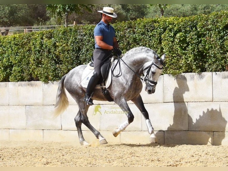 PRE Stallion 4 years Grey in Provinz Malaga