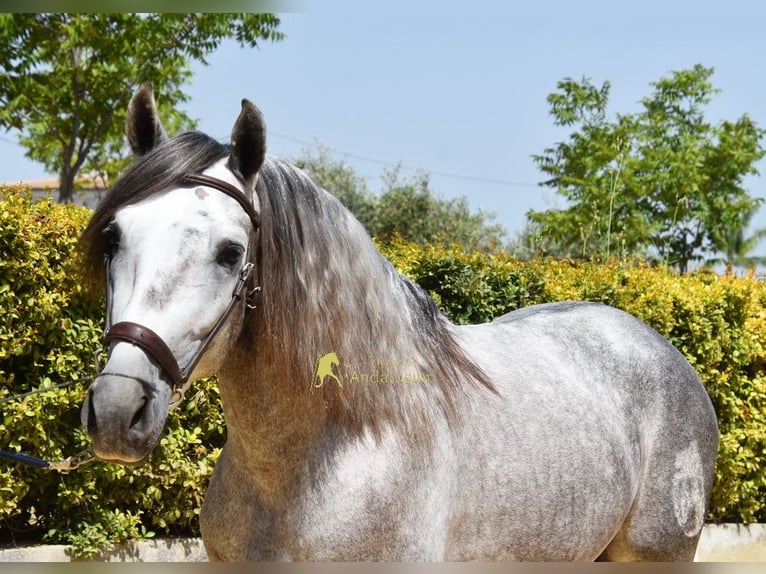 PRE Stallion 4 years Grey in Provinz Malaga