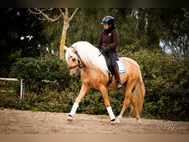 PRE Mix Stallion 4 years Palomino in SEVILLA