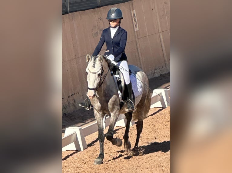 PRE Mix Stallion 5 years 13,3 hh Grey-Dapple in Martfeld